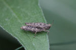Gemeine Dornschrecke, weiblich, Tetrix undulata