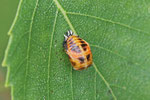 Asiatischer Marienkäfer, Puppe, Harmonia axyridis