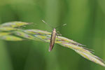 Sackträgermotte, Coleophora sp.