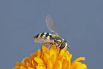 Gemeine Feldschwebfliege, weibl., Eupeodes corollae