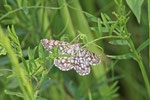 Gitterspanner, Chiasmia clathrata