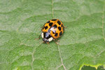 Asiatischer Marienkäfer, Harmonia axyridis