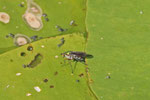 Langbeinfliege, Poecilobothrus nobilitatus