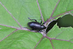 Schwarzbeiniger Dickmaulrüssler, Otiorhynchus morio