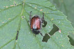 Gartenlaubkäfer, Phyllopertha horticola
