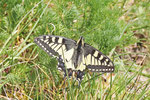 Schwalbenschwanz, Papilio machaon