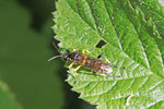 Blattwespe, Macrophya montana