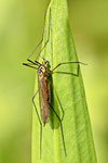 Krähenschnake, Nephrotoma sp.