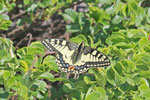 Schwalbenschwanz, Papilio machaon