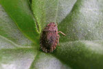 Baumwanze, Sciocoris sp.