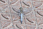 Großer Blaupfeil, Orthetrum cancellatum