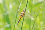 Vierfleck, Libellula quadrimaculata