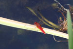 Feuerlibelle, männl., Crocothemis erythraea