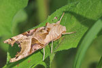 Achateule, Phlogophora meticulosa