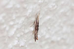 Ypsolopha scabrella