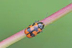 Sechspunkt-Fallkäfer, Cryptocephalus sexpunctatus