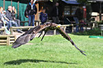 junger Weißkopfseeadler