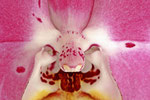Orchideen - Blüte