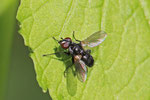 Erdwanzenfliege, Phania funesta