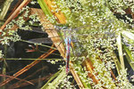 Große Königslibelle, weibl., Anax imperator