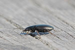 Acker-Glanzflachläufer, Agonum muelleri