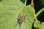 Roesels Beißschrecke, Larve, Roeseliana roeselii