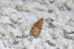 Zünsler, Eudonia mercurella 