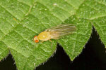 Faulfliege, Meiosimyza rorida