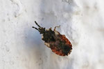 Gescheckte Rindenwanze, Aradus depressus