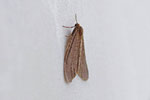 Kleiner Frostspanner, männl., Operophtera brumata