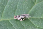 Faulholzmotte, Hofmannophila pseudospretella