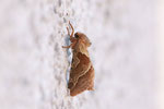 Ampfer-Wurzelbohrer, Triodia sylvina