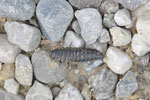 Aaskäfer, Larve, Silphidae sp.
