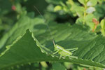 Heupferd, Larve, Tettigonia viridissima