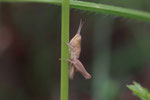 Grashüpfer, Larve, Chorthippus sp.