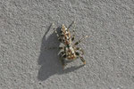 Rindenspringspinne, Marpissa muscosa