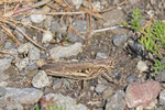 Brauner Grashüpfer, weibl., Chorthippus brunneus