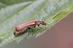 Weichkäfer, Podabrus alpinus