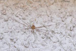 Schneider, Dicranopalpus ramosus