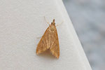 Zünsler, Udea ferrugalis