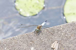 Großer Blaupfeil, männl., Orthetrum cancellatum