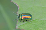 Blattkäfer, Oreina sp.
