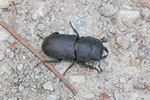 Balkenschröter, Dorcus parallelopipedes