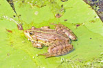 Wasserfroschkomplex, Pelophylax sp.