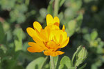 Ringelblume, Calendula officinalis