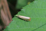 Zünsler, Agriphila straminella