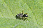 Kupfrige Sonnenspringspinne, Heliophanus cupreus