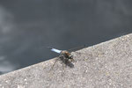 Großer Blaupfeil, männl., Orthetrum cancellatum