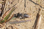 Weidensandbiene, Andrena vaga