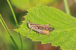 Brauner Grashüpfer, männl., Chorthippus brunneus